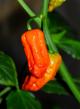 Bhut Jolokia