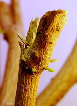 new_growth1.jpg